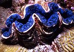 clam
