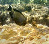 Cleaner Fish