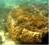 Coral with algae