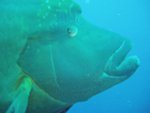 hhwrasse-small.jpg