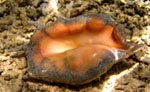 Spider Conch small Spider Conch small
