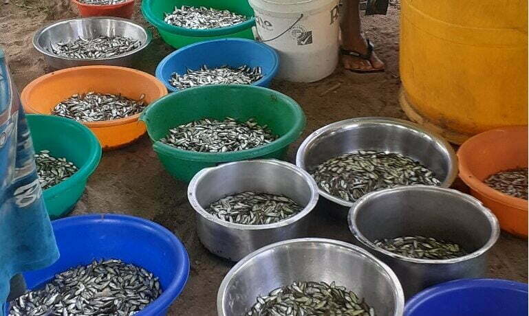 Traditional Nuqa harvest at Waitabu signifies a peaceful and harmonised Vanua!